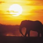 elephant_sun_satour_thumb