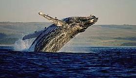 whale_humpbackhermanus_kl_sat