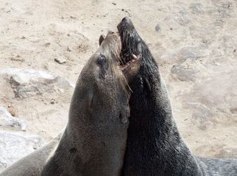 Seals_hill Seals_hill