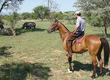 ants_horse_game_2 ants_horse_game_2