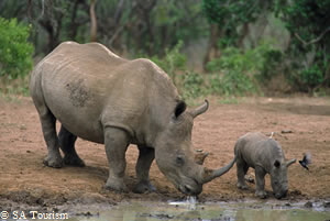  SA Tourism