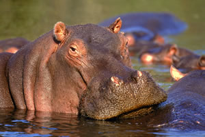 hippo_satour_2