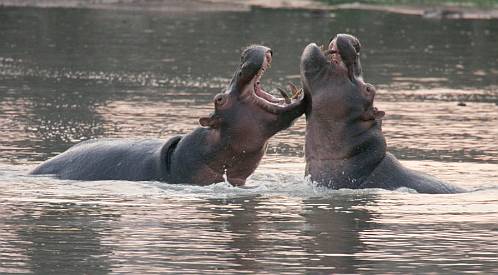hippos_ttb hippos_ttb