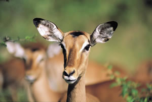 impala_satour