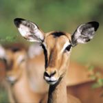 impala_satour_thumb impala_satour_thumb