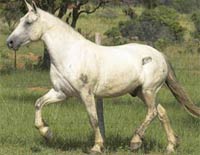 p_shatu_sahbs p_shatu_sahbs