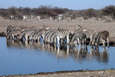 zebras_hill zebras_hill